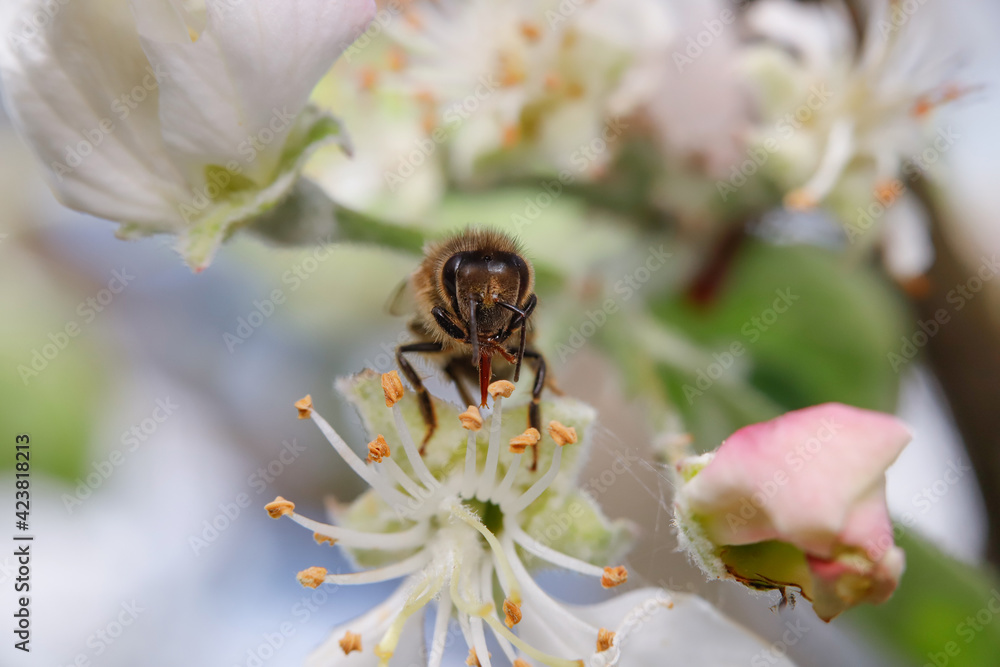 pszczoła, zbliżenie języczka wybierającego pyłek - obrazy, fototapety, plakaty 