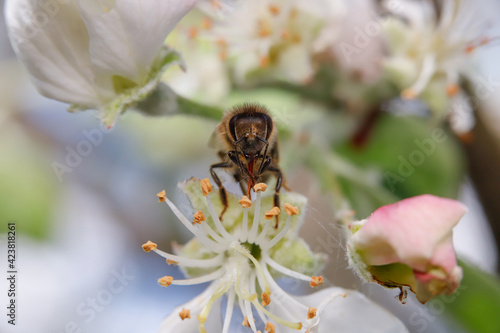 pszczoła narządy zbierające pyłek i nektar z kwiatu owocowego drzewa
