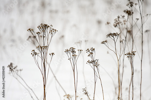 suche kwiaty i trawy na zaśnieżonej białej łące 