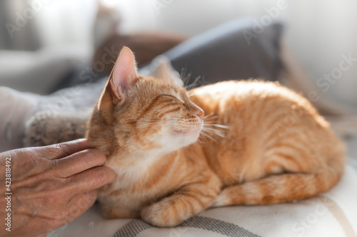 a human hand strokes the head of a brown tabby cat . close up