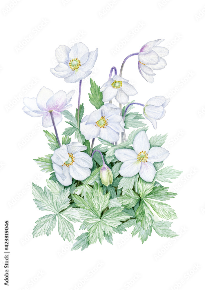 White anemone flowers with green leaves. Can be used as poster, print, packaging design, textile, book or magazine botanical illustration, invitation, greeting.