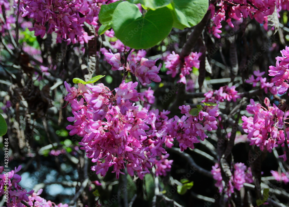pink and purple flowers of the cercis pink and purple flowers of the cercis