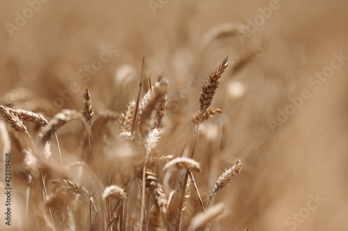 ears of wheat close up. Wheat field. Ears of golden wheat close up. Beautiful Nature Sunset Landscape. Background of ripening ears of meadow wheat field. Rich harvest Concept. Label design