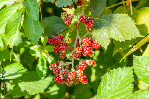A bunch of ripening blackberries
