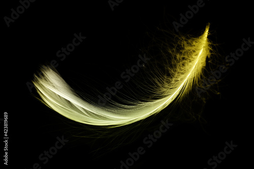 Feather concept. Multicoloured pastel angel feather closeup texture isolated on black background in macro photography, soft focus. Elegant expressive artistic image fragility of nature.