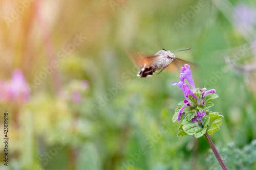 bumblebee pollinating a violet flower with blurred background