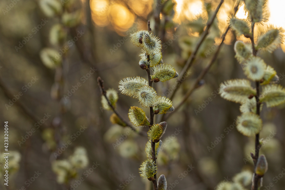 Fototapeta premium Willow Catkins in Early Spring. Pussy willow spring time background. willow branches spring background, abstract blurred view of spring. Soft spring background with pussy willow catkins.