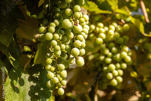 Close-up of a bunch of green grapes on a vine, sunlight