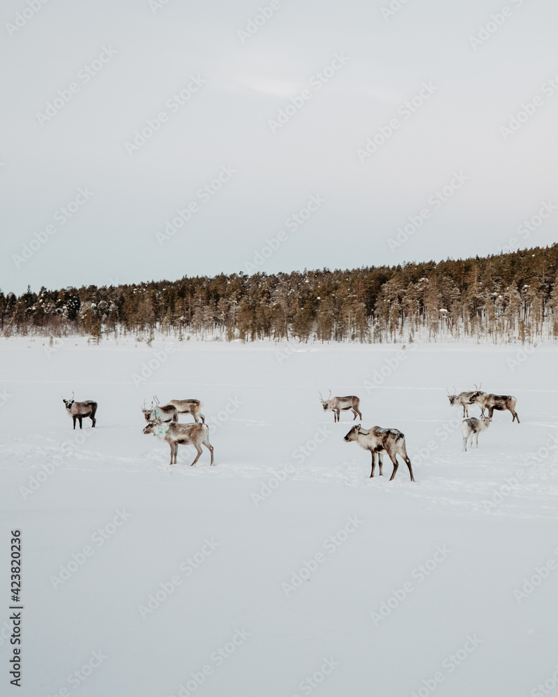 reindeer herd in lapland finland on a frozen lake in inari hanging out reindeer herd in lapland finland on a frozen lake in inari hanging out