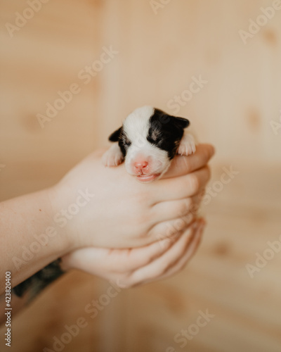 a woman holding a new born dog puppy in her hands photo