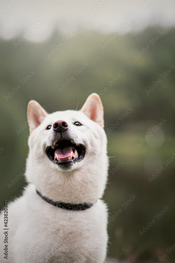 Obraz premium Shiba Inu