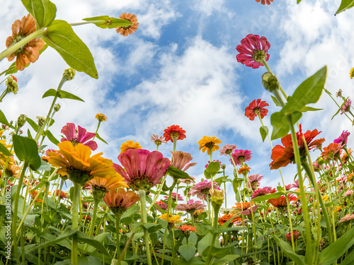 Bright colorful Zinnias wildflowers from below aganist a partly cloudy blue sky taken with a fisheye lens