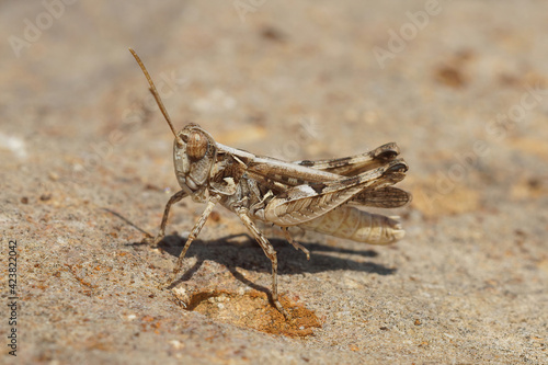 Closeup of Jago's Grasshopperr, Dociostaurus jagoi in the Gard © Henk