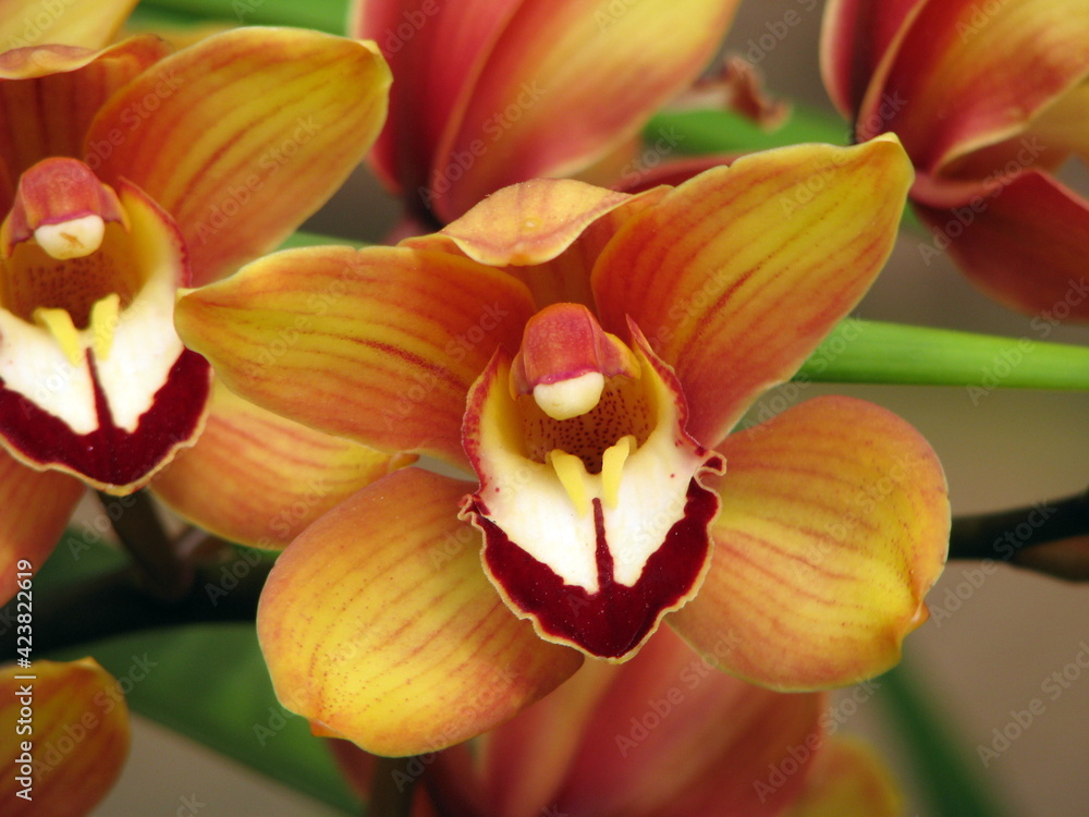 red and yellow orchid red and yellow orchid
