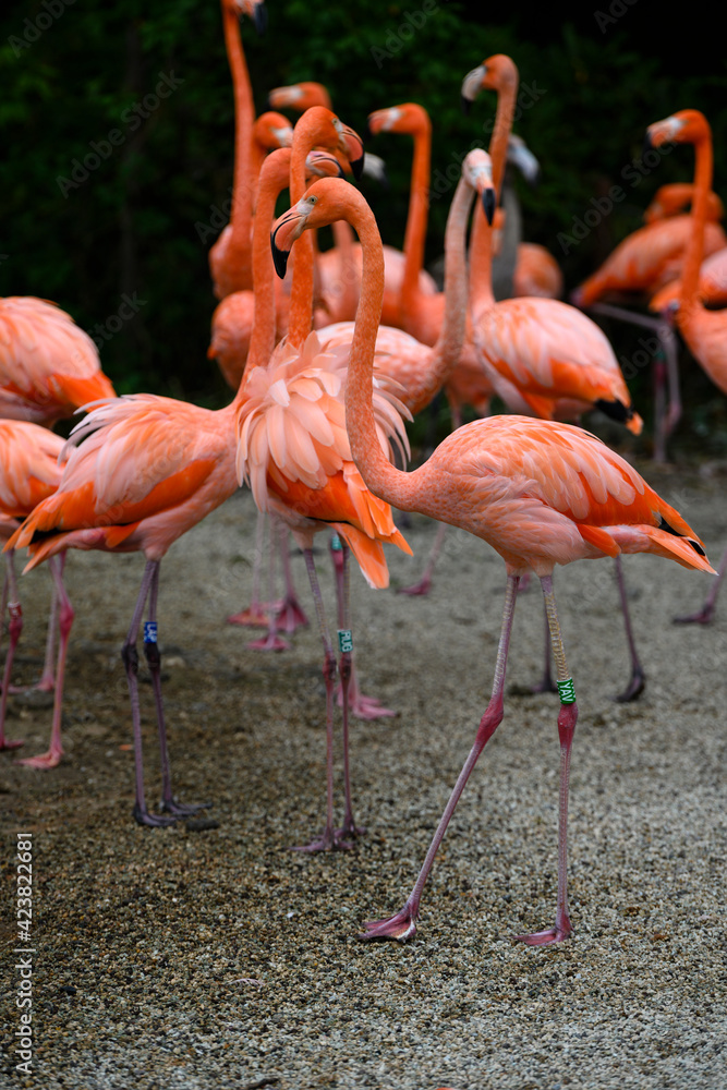Phoenicopterus ruber - A flock of flamingos in detail. Phoenicopterus ruber - A flock of flamingos in detail.