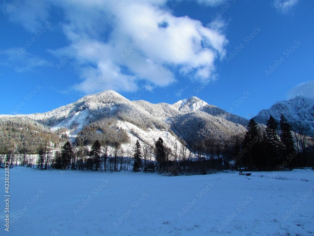Winter view of coniferous forest above Jezersko in Gorenjska, Slovenia lit by sunlight and covered in snow