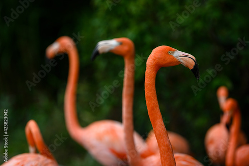 Phoenicopterus ruber - Three heads of red flamingos.