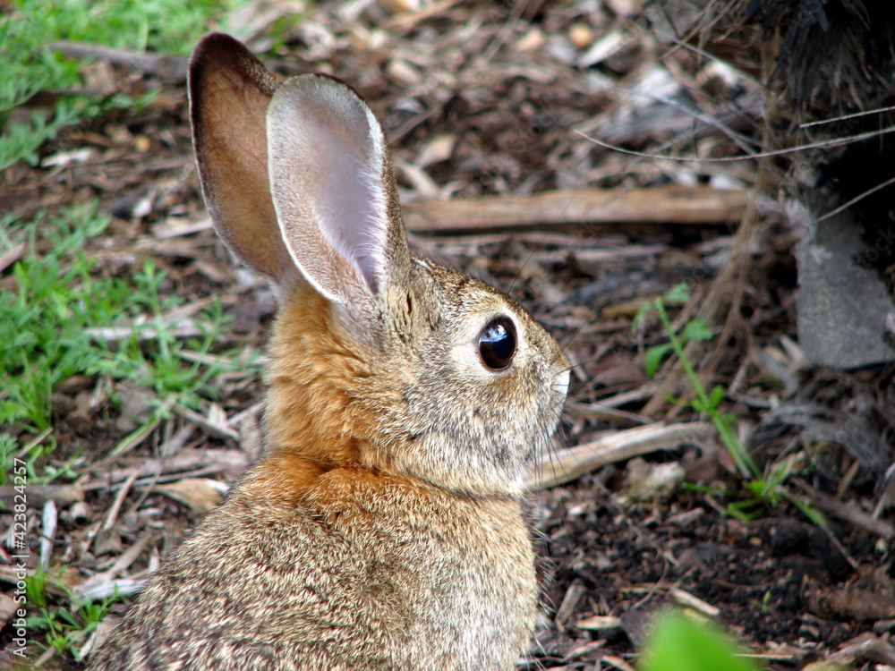 Fototapeta premium rabbit in the grass