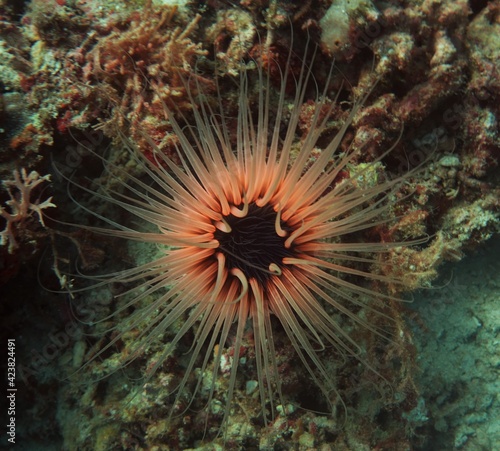 Beautiful sea anemone
