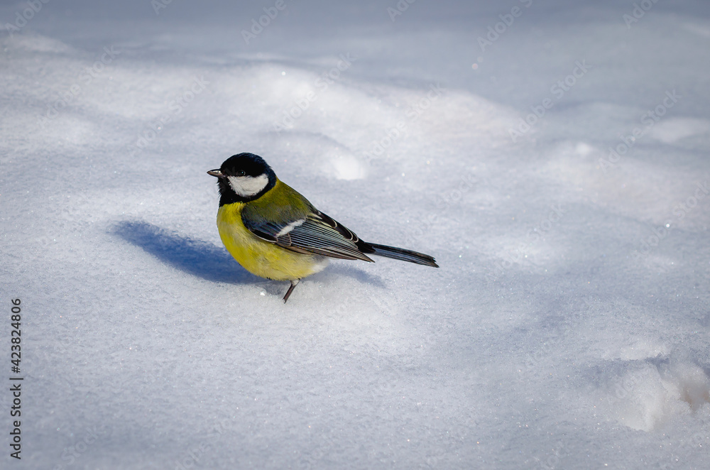 Tit with yellow belly and white snow. Tit with yellow belly and white snow.