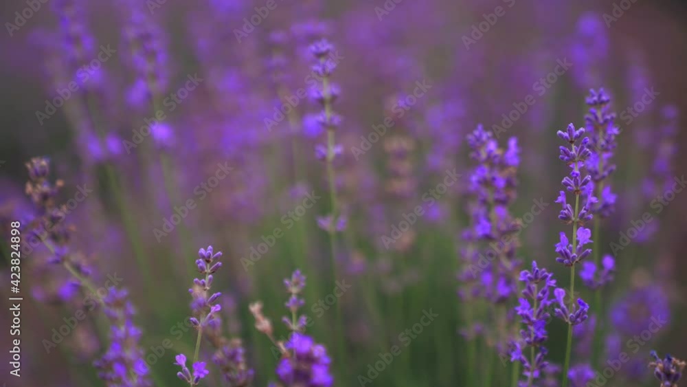 Purple patches in blooming lavender field. Purple patches in blooming lavender field.