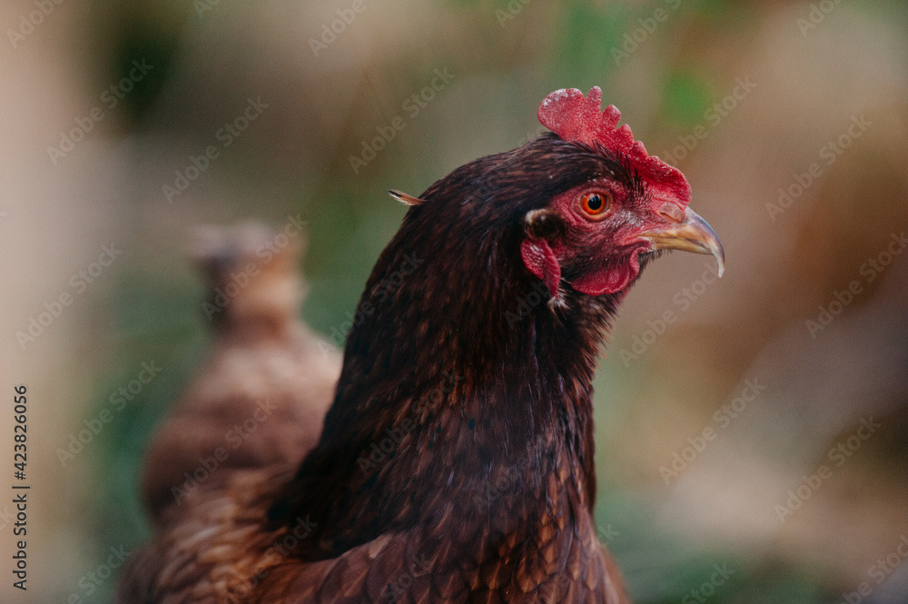 Chicken Chicken