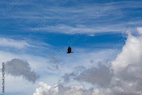 silhouette of common buzzard (buteo buteo) in flight