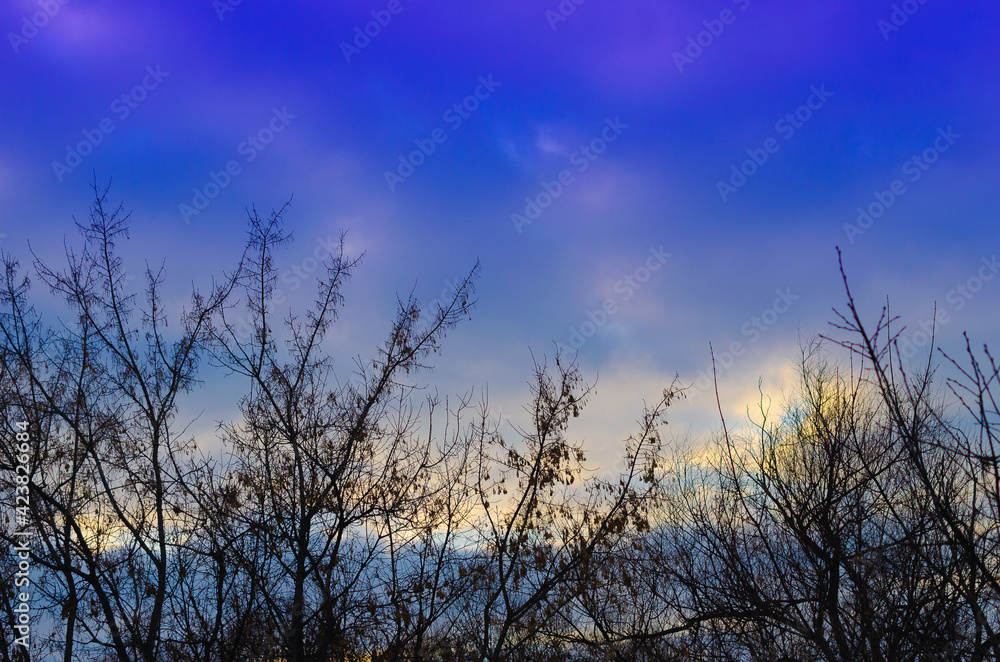 Trees and early dawn in the forest.