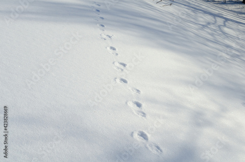 Traces of an unknown animal in the snow.