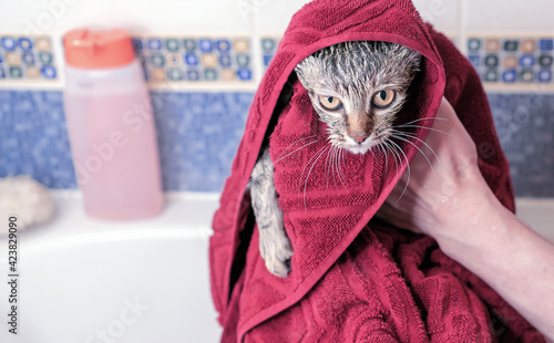 Wet tabby kitten after a bath in a burgundy towel.