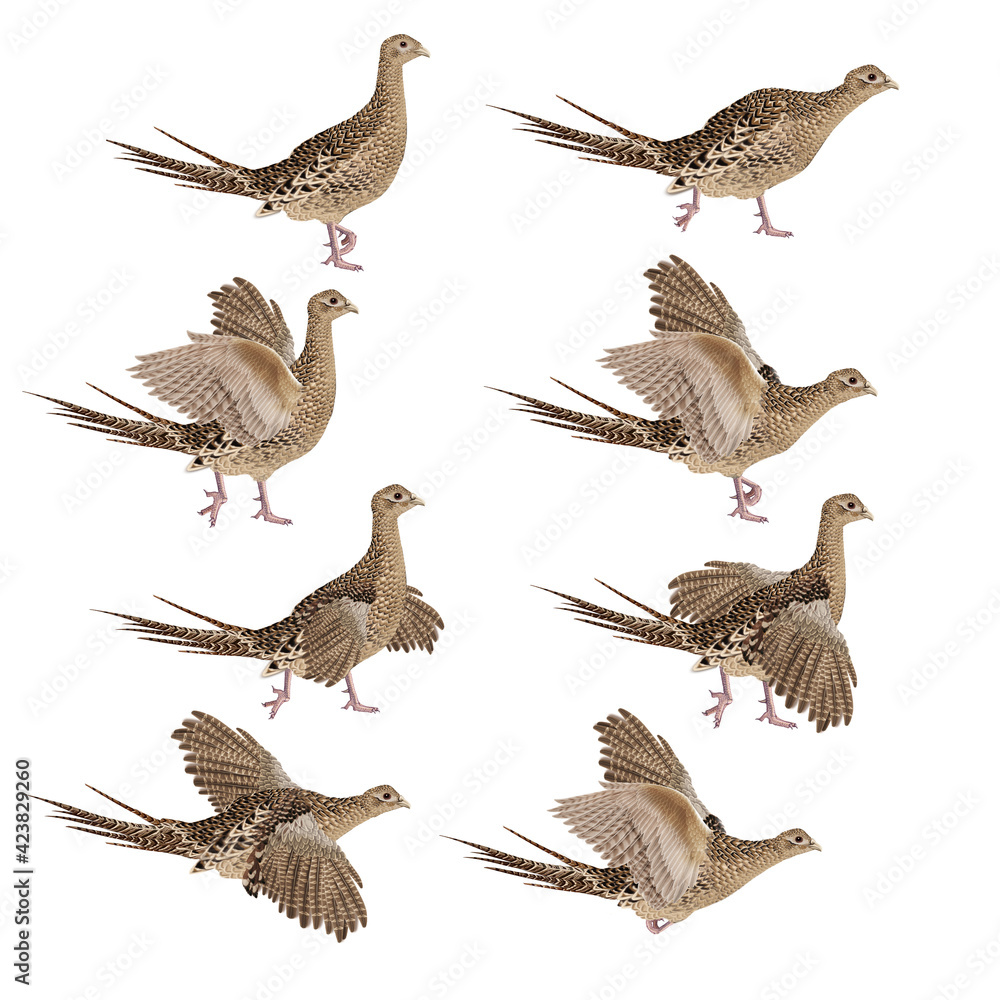 Fototapeta premium faisan, femelle, oiseau, animal, nature, sauvage chasse, , faune, poulet, rouge, jeu, coloré, isolé, position, illustration, empennage, chasse, blanc, gazon, poule, beau, brun, bec, aviaire, ferme