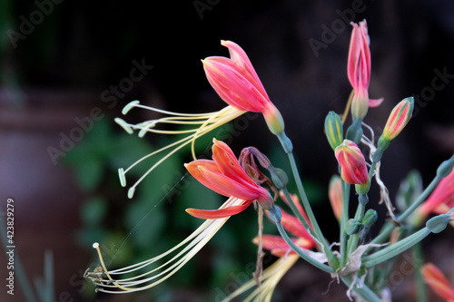 Close up Blooming Red Eucrosia Bicolor  Flowers photo