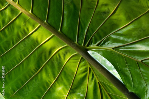 Close up Texture and Pattern of Green Leaf