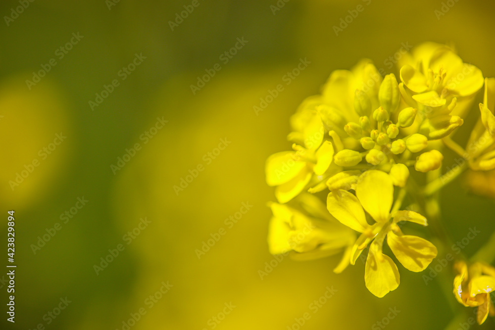 菜の花クローズアップ