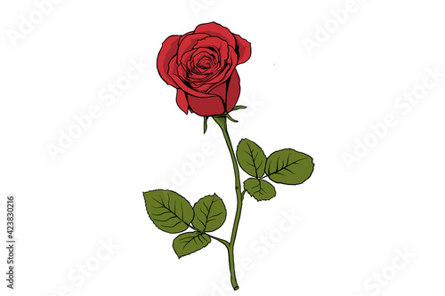 red rose isolated on white
