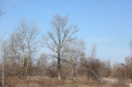 The landscape of trees and blue sky