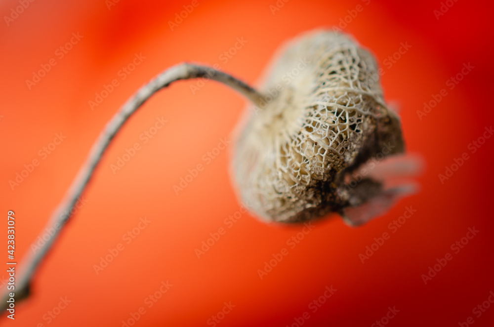 Fototapeta premium Dry wild mallow flower with seeds.