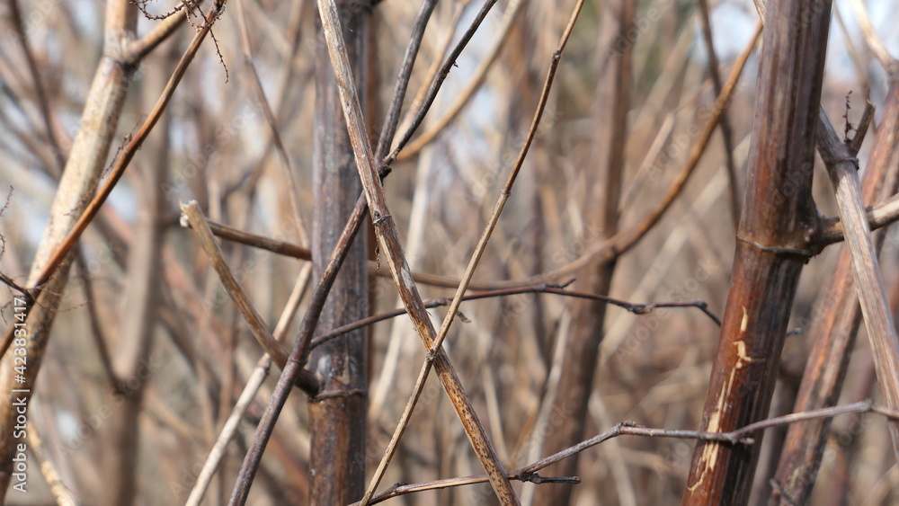 dry branch of the tree