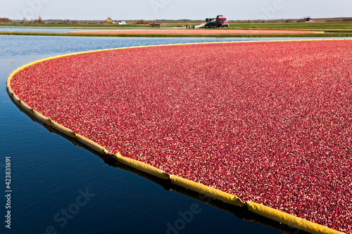 Cranberries ready for harvest