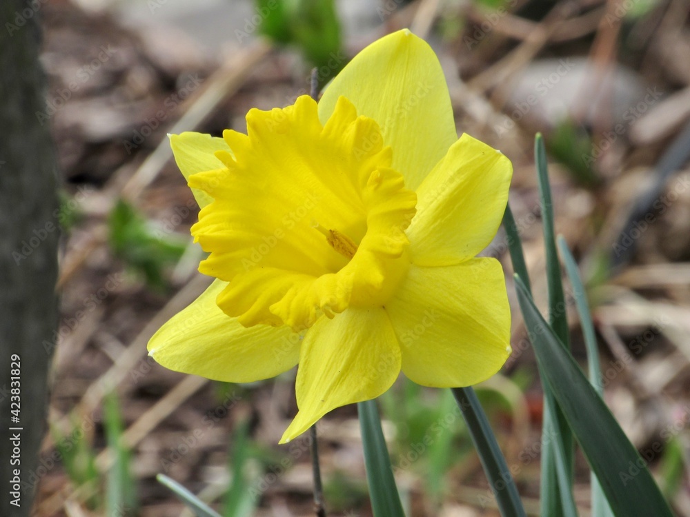 Fototapeta premium Yellow Daffodil in the garden