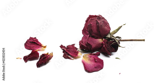 Withered dry red rose flower isolated on white background