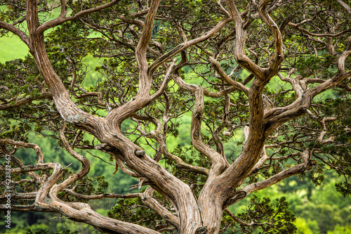 Wind Shaped Treetree