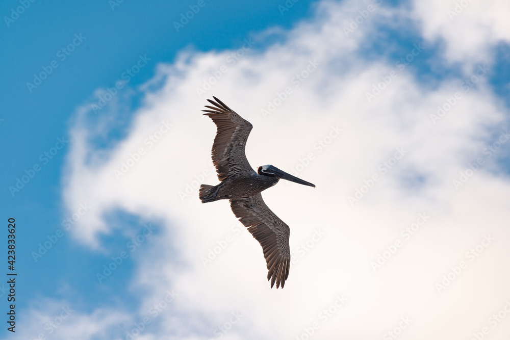 Obraz premium Pelican flying over the mexican caribbean sea