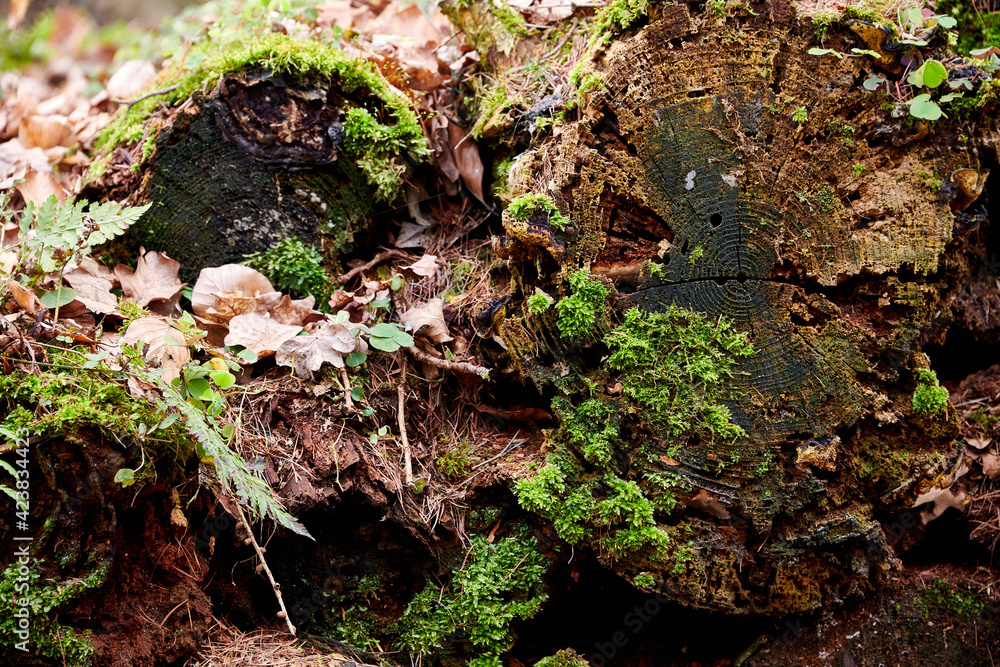 Parts of tree with mosses in forest Parts of tree with mosses in forest