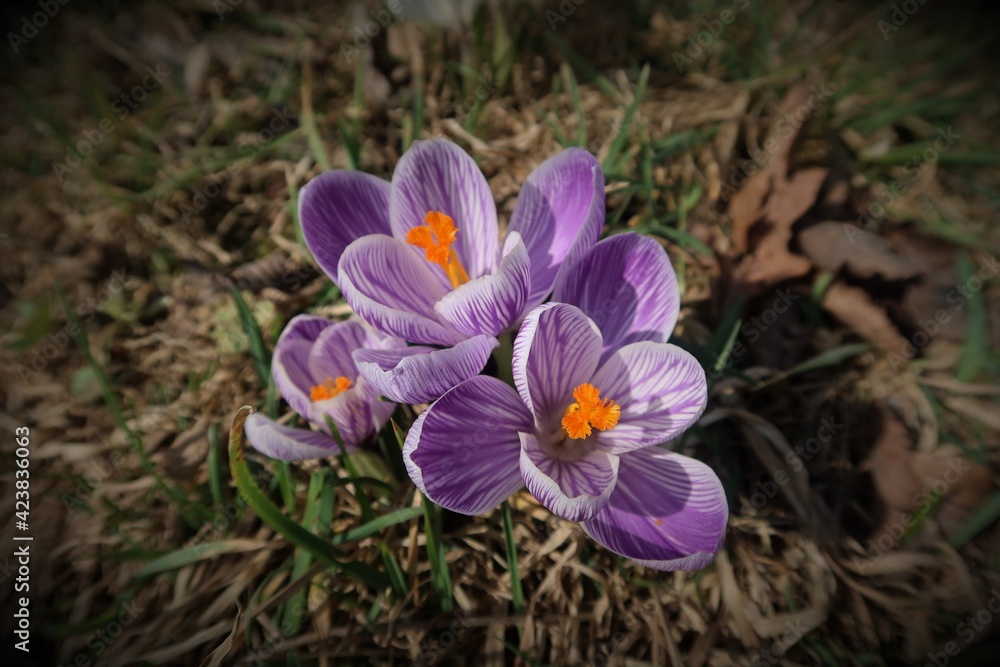 Crocus vernus (spring crocus, giant crocus). Blooming violet flowers on the spring meadow. Group of purple crocus flowering in early spring. Top view, vignetting style Crocus vernus (spring crocus, giant crocus). Blooming violet flowers on the spring meadow. Group of purple crocus flowering in early spring. Top view, vignetting style
