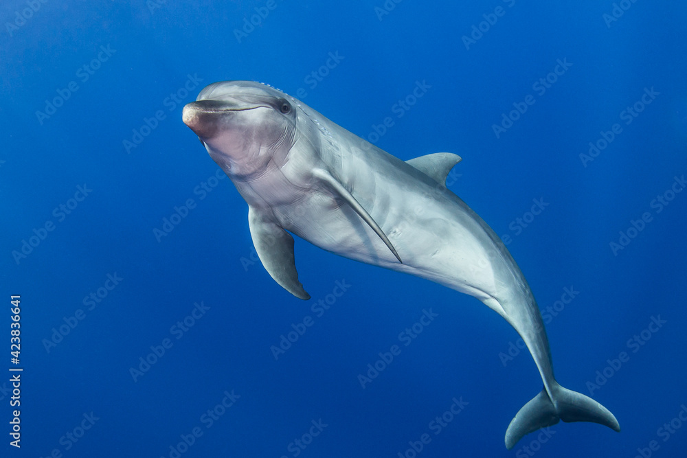 Fototapeta premium Dolphin underwater
