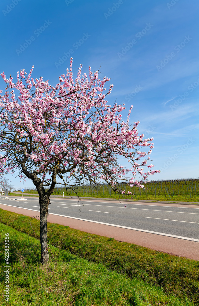 Deutsche Weinstrasse bei Kallstadt/Pfalz im Frühling Deutsche Weinstrasse bei Kallstadt/Pfalz im Frühling