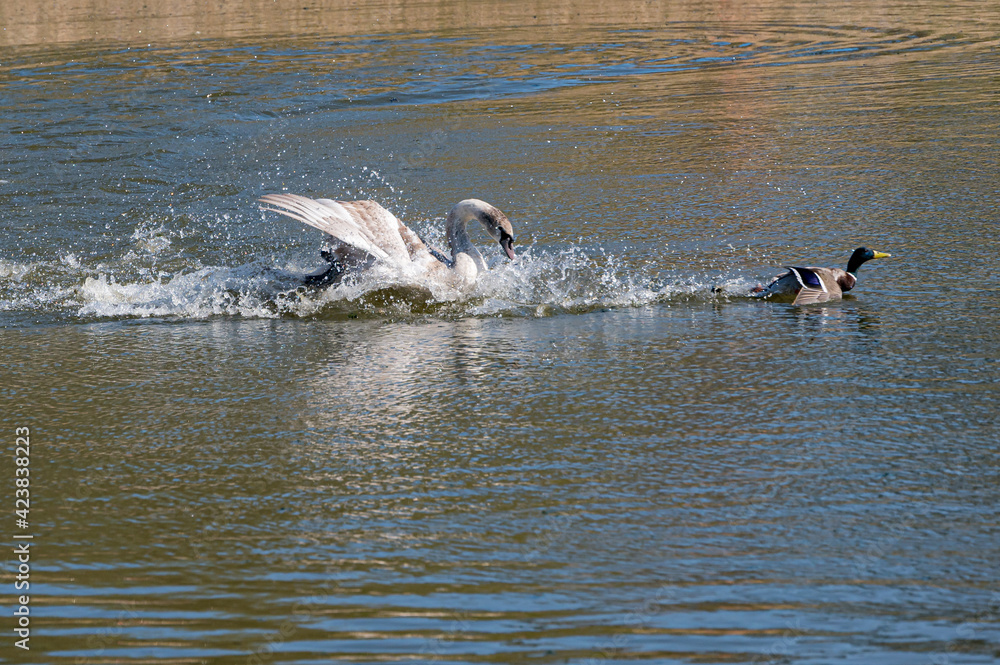 Fototapeta premium Aggressive juvenile mute swan cygnet