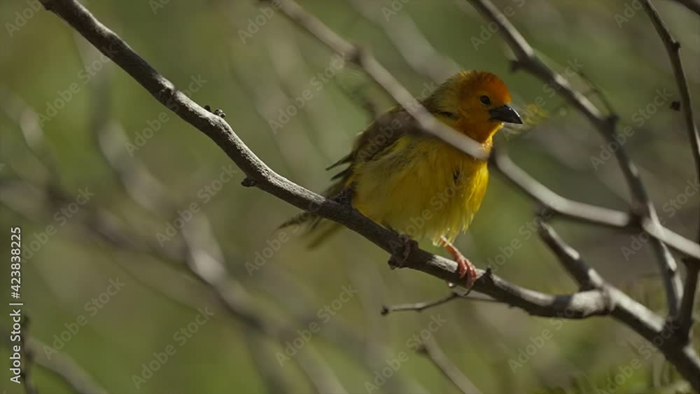 This slow motion video shows a yellow Taveta Golden Weaver Bird (Ploceus castaneiceps) cleaning, preening, and shaking it's feathers while perched on a treetop branch.