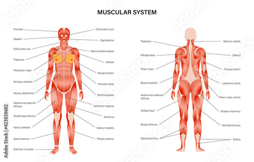 Human muscular system